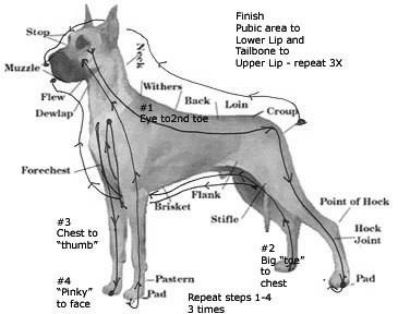 Canine Reflexology photo 1