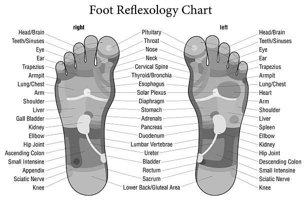 Free professional hand, feet and face Reflexology Charts photo 2
